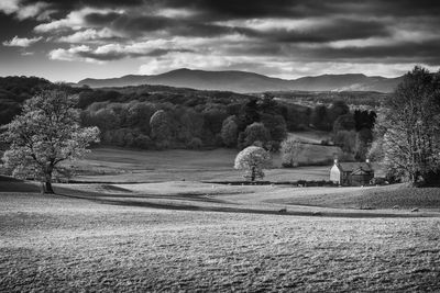 Trees on field against sky