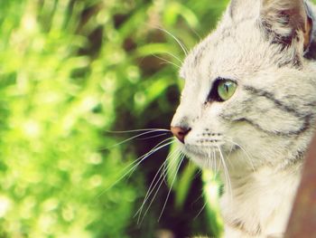 Close-up of cat looking away