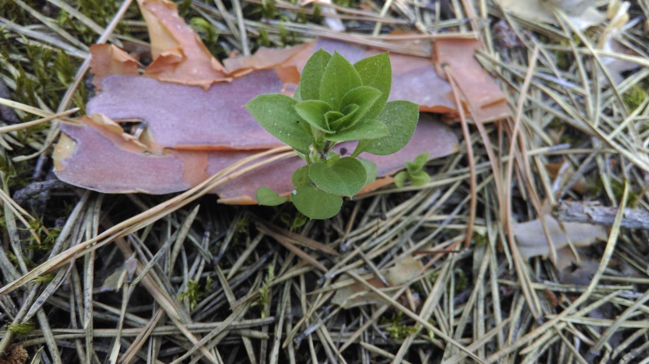 close-up, leaf, growth, grass, plant, field, nature, day, outdoors, focus on foreground, selective focus, no people, green color, growing, twig, grassy, beauty in nature, ground, tranquility