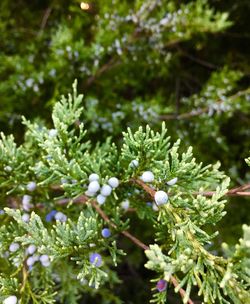 Close-up of flowers blooming on plant