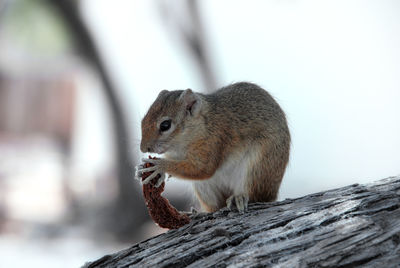 Close-up of squirrel eating outdoors