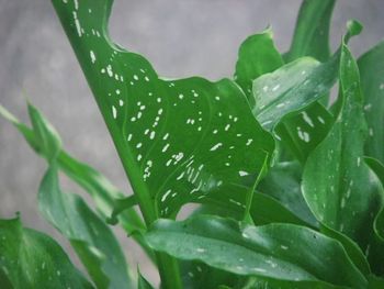 Close-up of wet plant leaves during rainy season