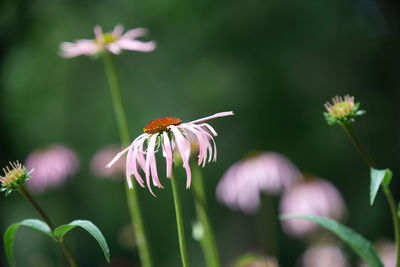 Close-up of bee pollinating on purple flower