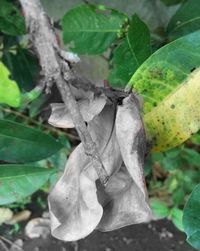 Close-up of fresh green plant