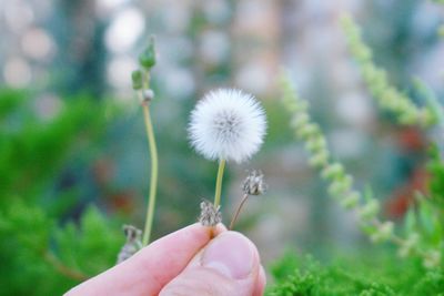 Close-up of hand holding small dandelion flower