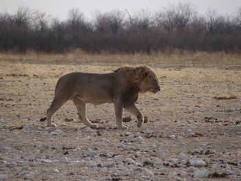 Photo of a lion while resting at a waterhole in the etosha national park in namibai