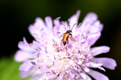 Close-up of bee pollinating on purple flower