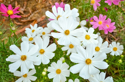 Close-up of flowers