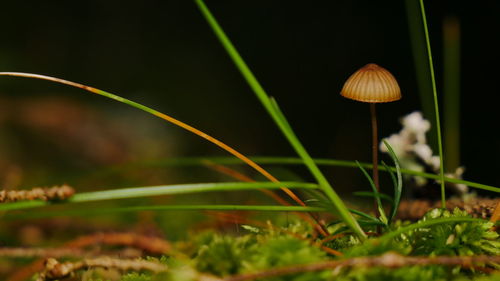 Close-up of mushroom growing on field