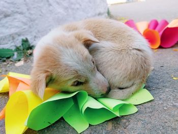 High angle view of a dog resting