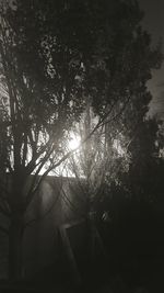 Low angle view of trees against bright sun