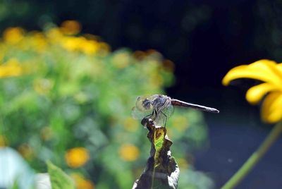 Close-up of insect on yellow flower