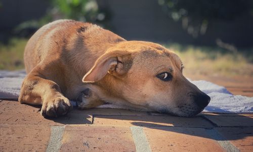 Close-up of a dog resting outside in sunshine