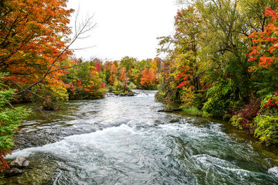 River flowing amidst trees in forest during autumn