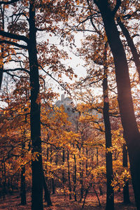 Trees in forest during autumn