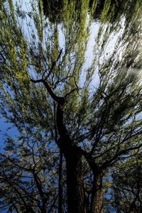Low angle view of trees against clear sky