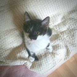 Portrait of cat on floor at home