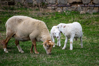 Sheep grazing in a field