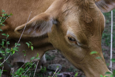 Close-up of cow on field