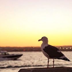 View of birds in sky