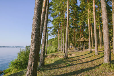 Trees growing by sea against sky