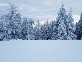 Close-up of snow covered trees against sky