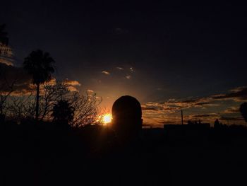 Silhouette of trees at sunset