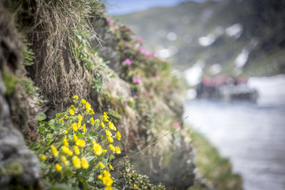 Close-up of yellow flowers