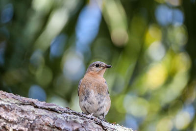 Female eastern bluebird sialia sialis perches on the trunk of a tree in naples, florida