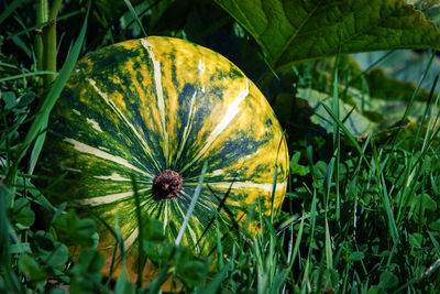 Great pumpkin cucurbita maxima homegrown in the cottage garden