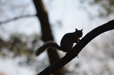 Low angle view of monkey on tree branch