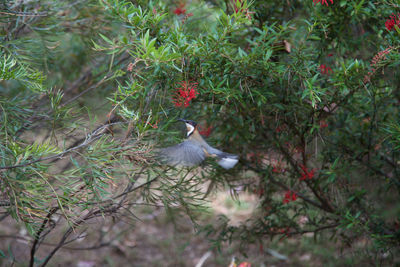 Bird perching on branch