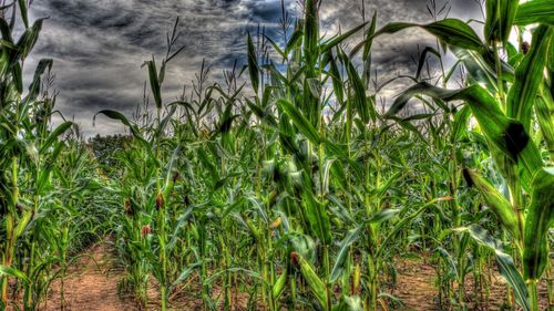 Plants growing on field