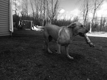 Dog standing in a field