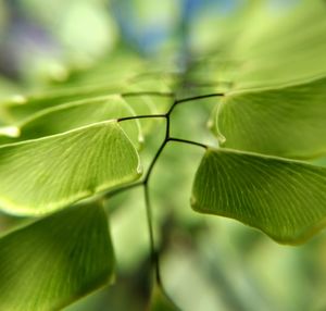 Nature green leaf