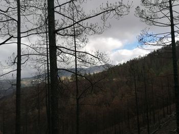 Scenic view of forest against sky