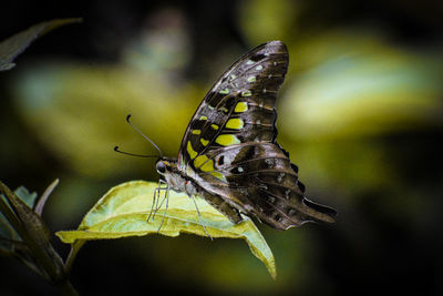 Close-up of butterfly pollinating flower