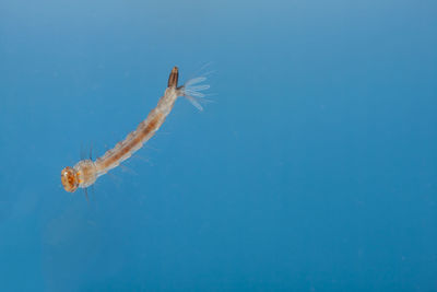 Fish swimming in sea