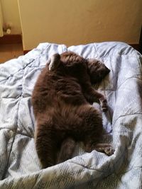 High angle view of cat sleeping on bed at home