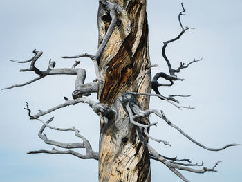 Low angle view of bare tree against sky