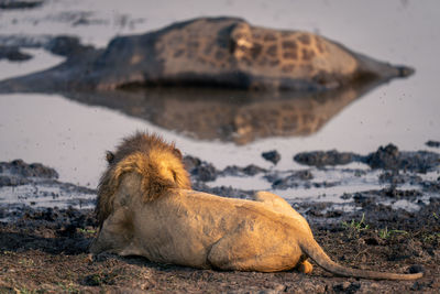 Lioness sitting on beach