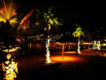 Illuminated palm trees at night