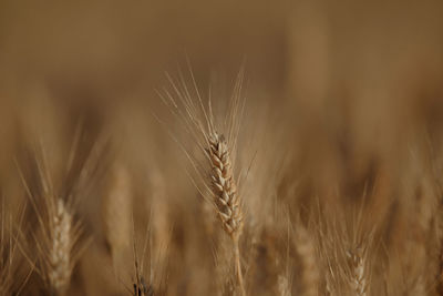 Close-up of wheat growing on field