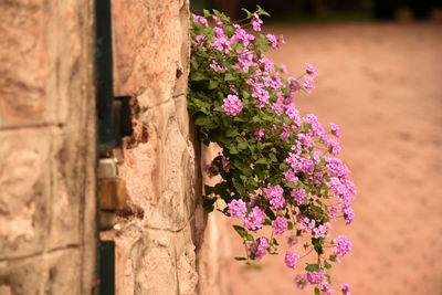 Close-up of pink flowering plant