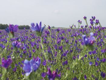 Purple flowers in field