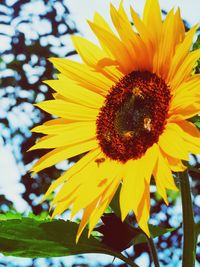 Close-up of sunflower