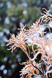 Close-up of plant