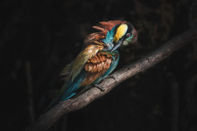 Wild european bee eater sitting on branch and preening colorful feathers in dark forest at night