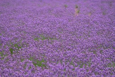 Full frame shot of purple flowering plants on field