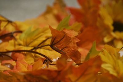 Close-up of maple leaves